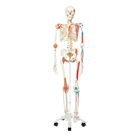 Modello-anatomico---Lo-scheletro-umano - Roma