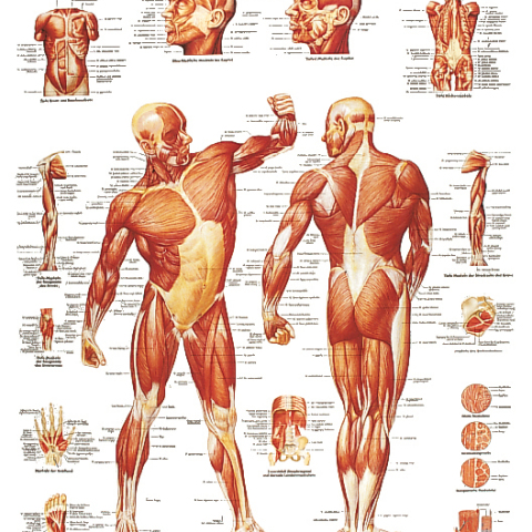 Un poster che mostra l'anatomia del corpo umano.
